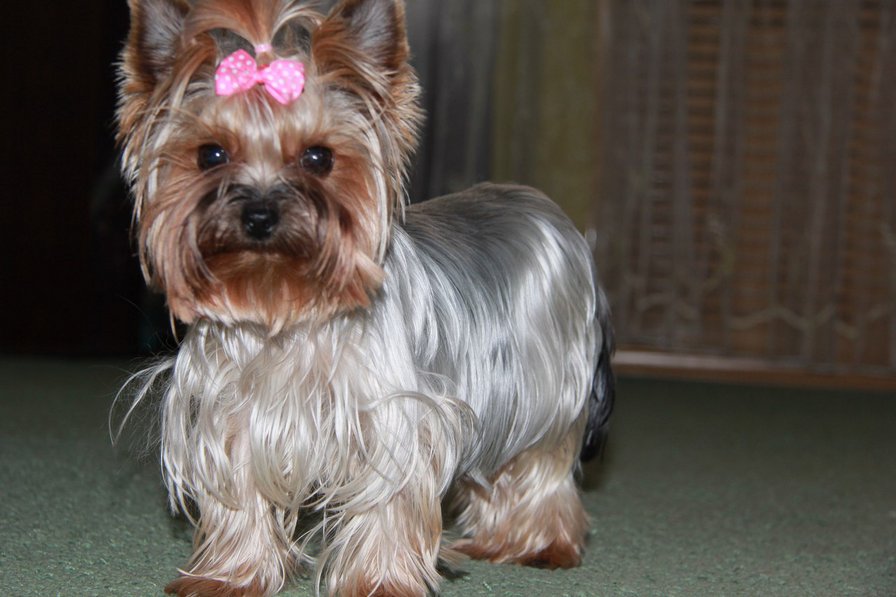 пипа2 - оригинал