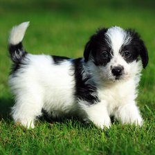 Схема вышивки «щенок»