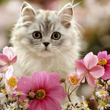 котенок в цветах
