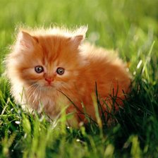 Схема вышивки «огненное чудо»