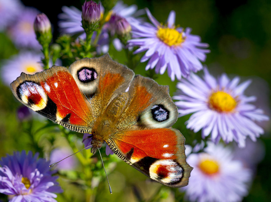 бабочка - бабочки - оригинал