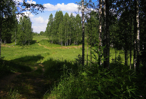 лесная поляна - природа, пейзаж, поляна, лес - оригинал