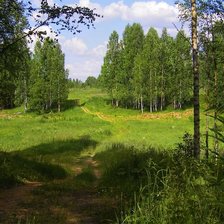 Лесная поляна