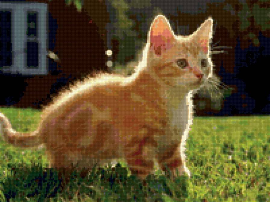 котенок - животные - предпросмотр