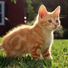 Схема вышивки «котенок»