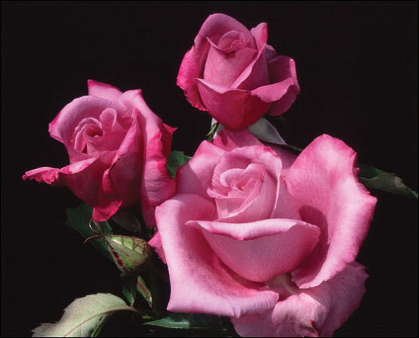 №901682 - оригинал