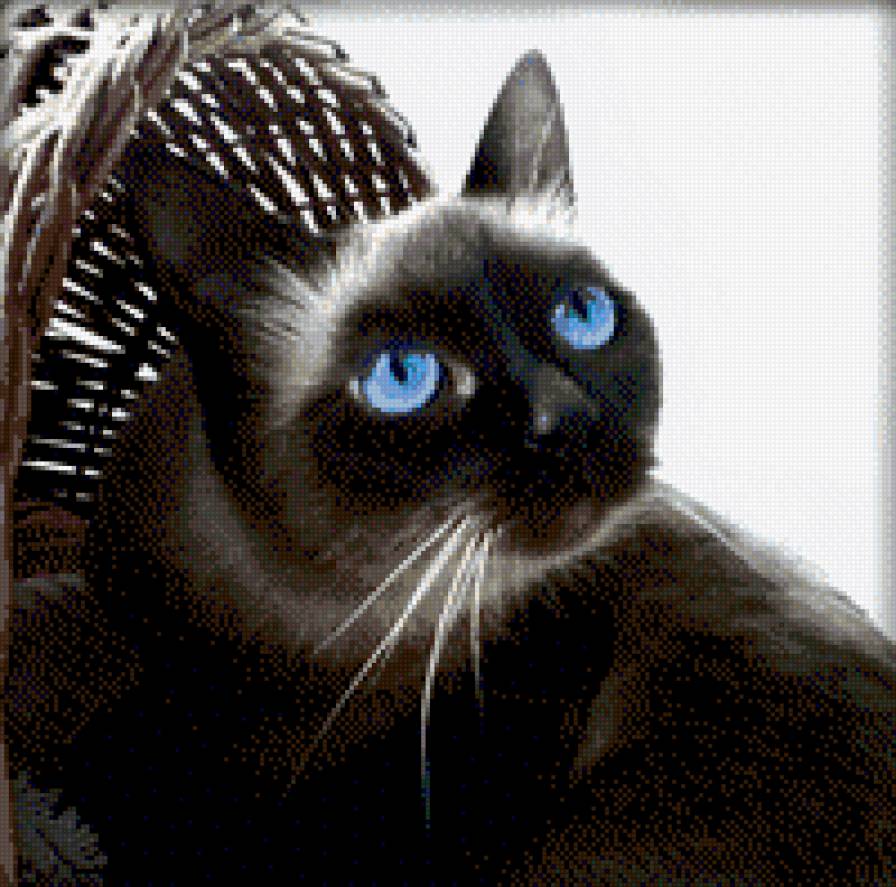 моя катя - кот - предпросмотр