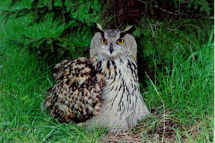 Филин под елью - птица, филин, ель - оригинал