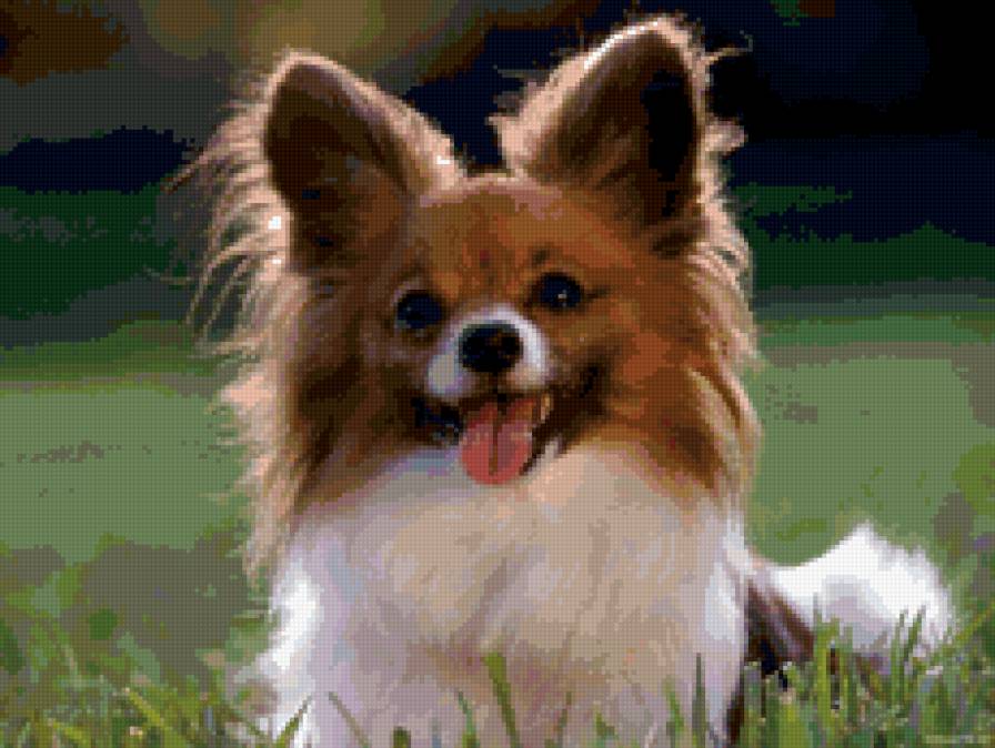 щенок папийона - щенки, животные, собаки - предпросмотр