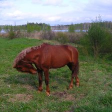 Конь на берегу реки Волга