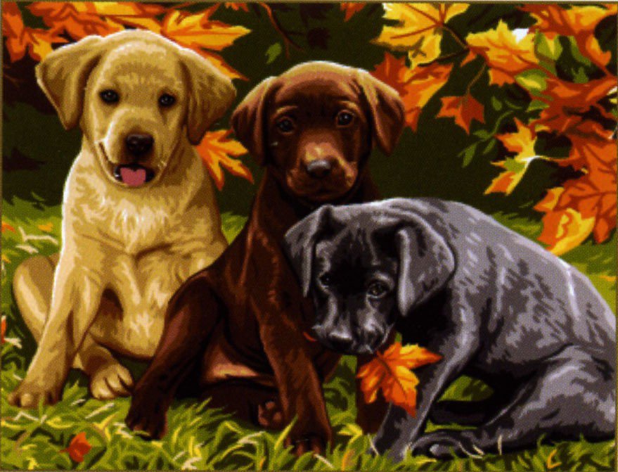 щенки - осень, собаки, природа - оригинал