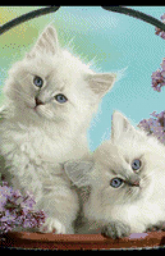 котики - предпросмотр