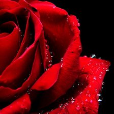 Схема вышивки «роза»