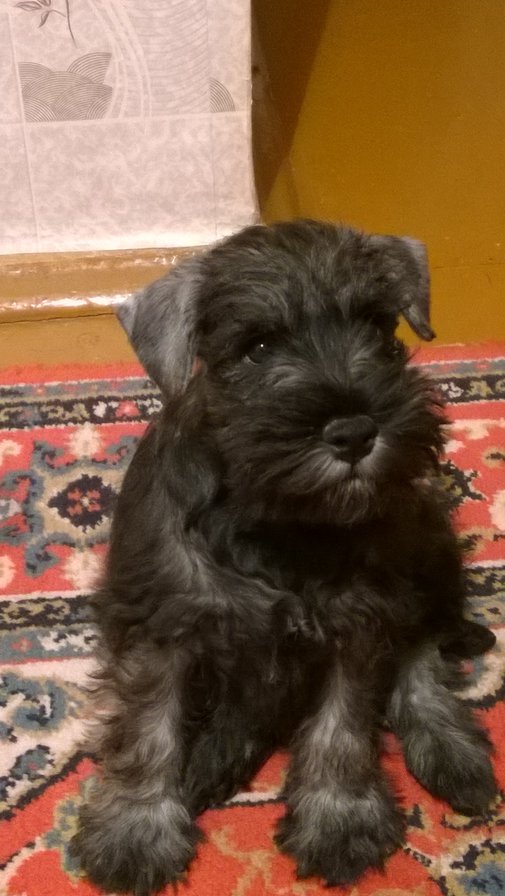 Торин - оригинал