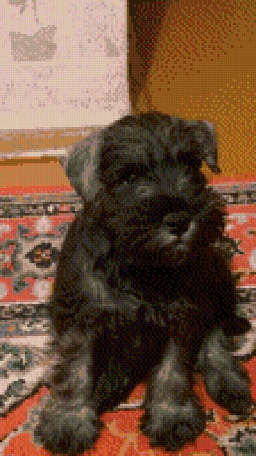 Торин - предпросмотр