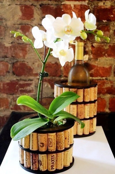орхидеи - цветы, вино, орхидеи - оригинал