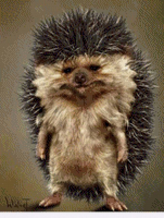 ежик - предпросмотр