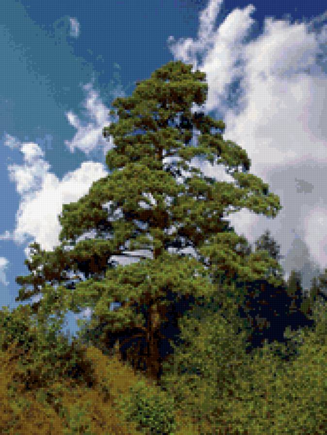 сосна - сосна, пейзаж, природа - предпросмотр