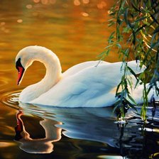 Схема вышивки «лебедь на заккате»