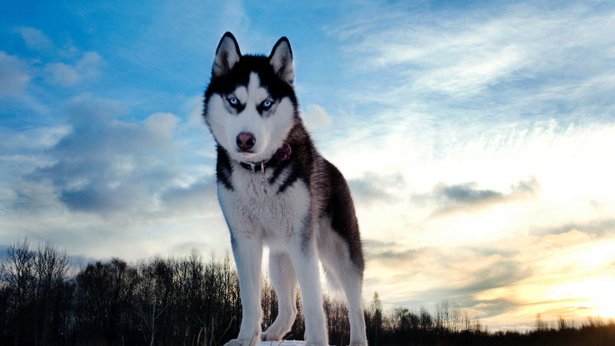 хаски - оригинал