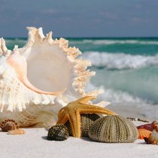 ракушки