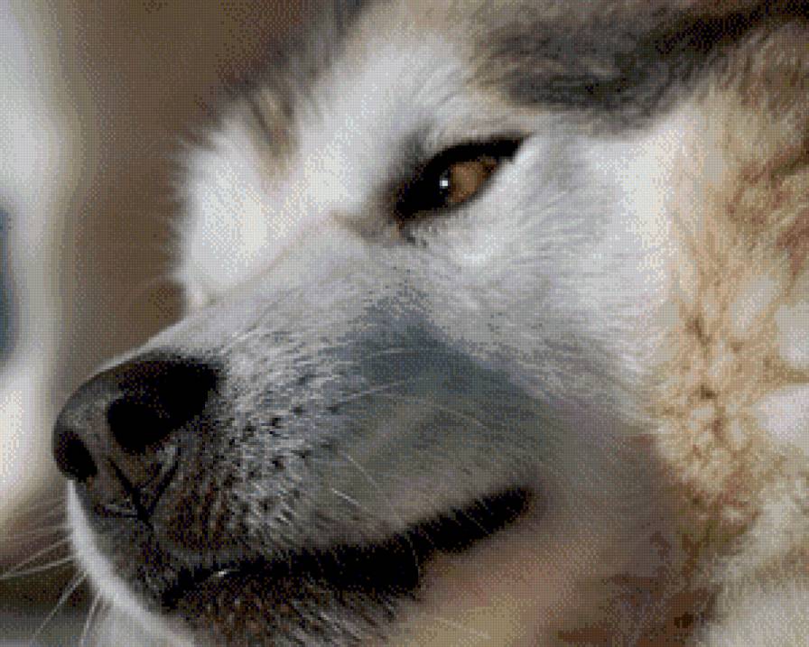 хаски - собака, хаски - предпросмотр