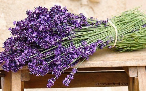 лаванда - лаванда, букет, цветы - оригинал