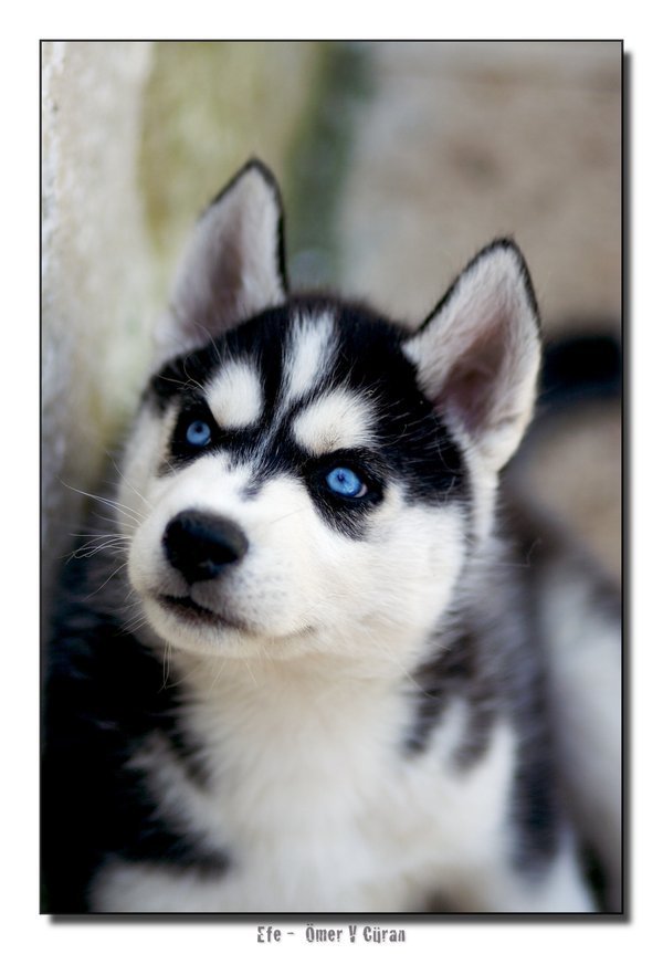 хаски - оригинал