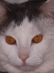 Рома - коты - оригинал