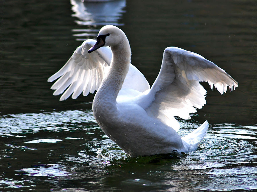 лебедь на воде - лебедь, река - оригинал