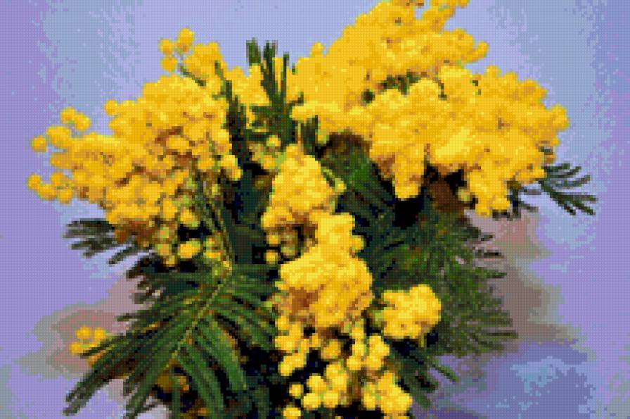 мимоза в вазе - цветы - предпросмотр