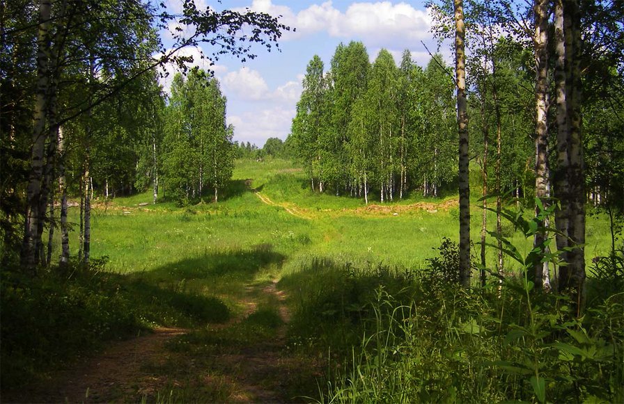 лесная тропинка - поляна, природа, тропа, лес, пейзаж - оригинал