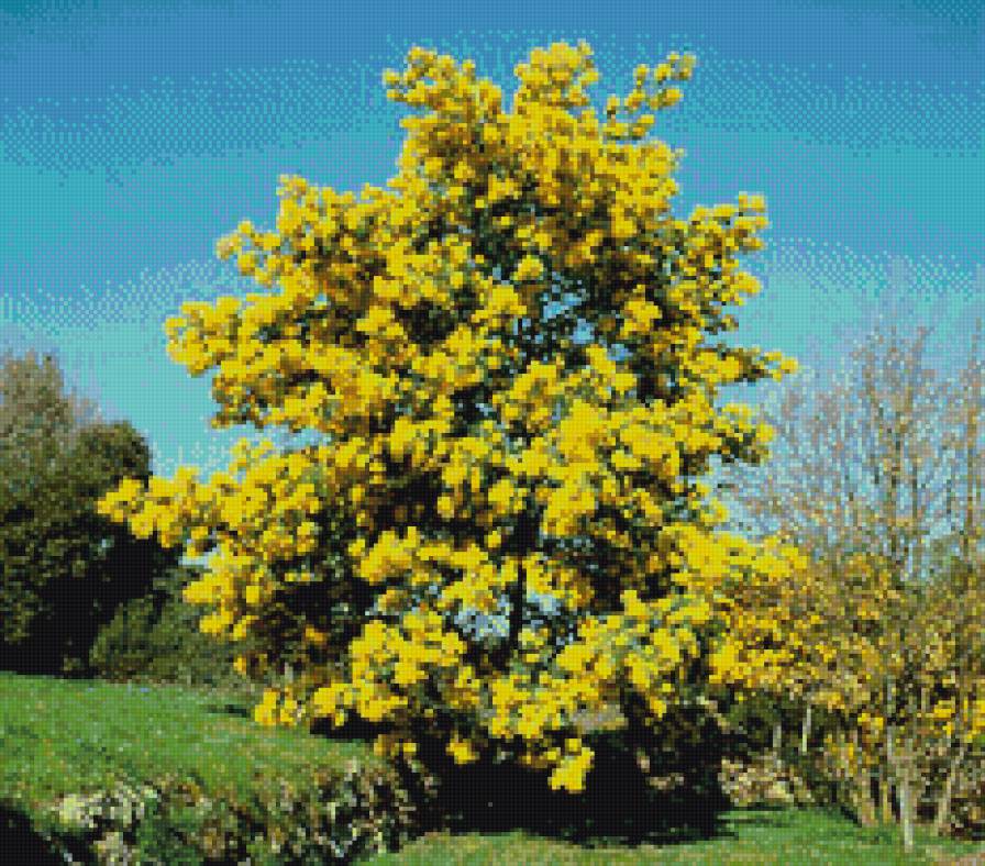 цветущая мимоза - пейзаж, мимоза, природа - предпросмотр