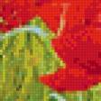 Предпросмотр схемы вышивки «Маки» (№903019)