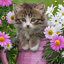 котенок в вазе