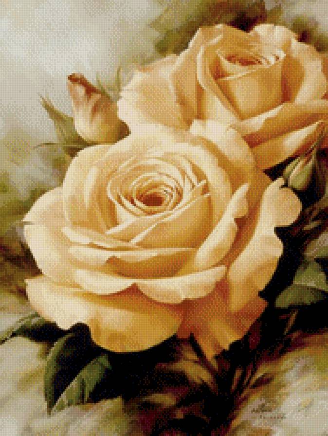 Желтые розы - цветы - предпросмотр