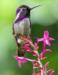 колибри - оригинал