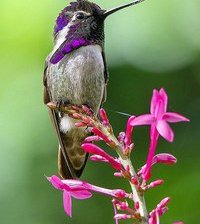 Схема вышивки «колибри»