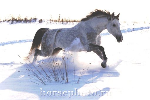 в снегу - лошадь, животные - оригинал