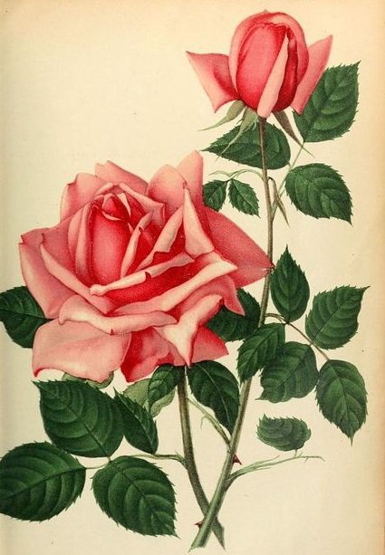 розы - розы - оригинал