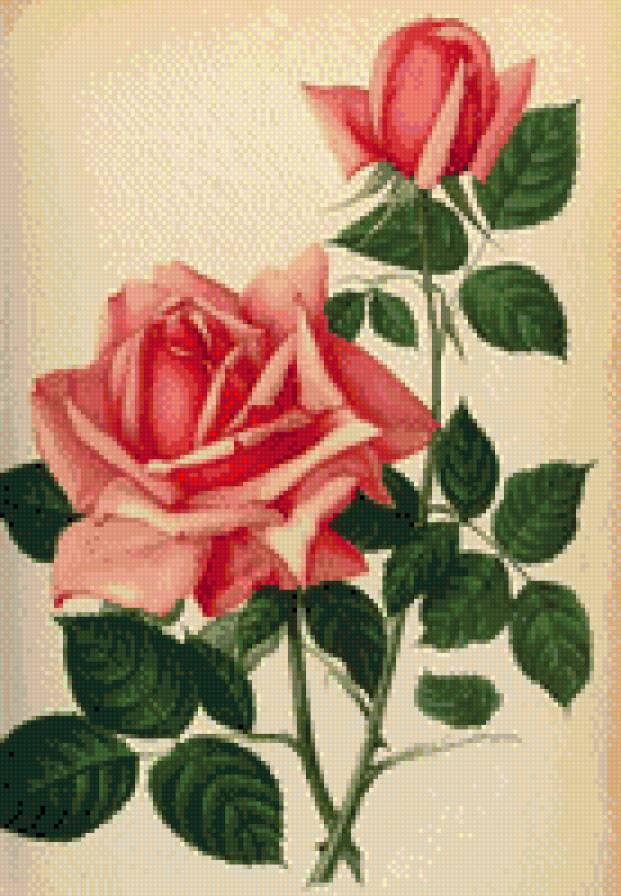 розы - розы - предпросмотр