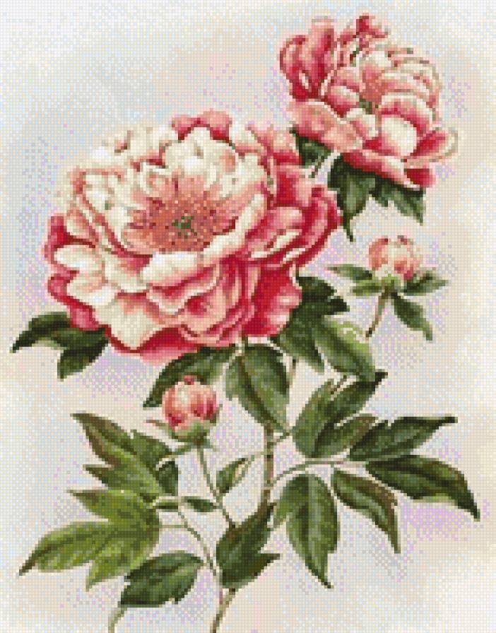 пионы - цветы - предпросмотр