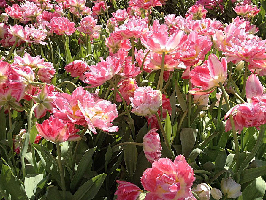 Тюльпаны - розовые, тюльпаны, поле, цветы, весна - оригинал