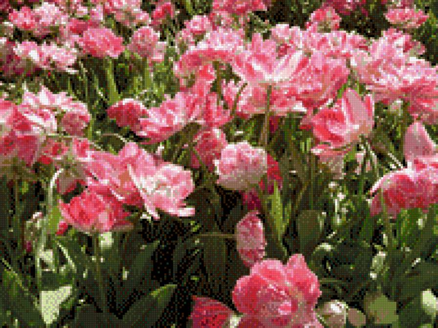 Тюльпаны - цветы, тюльпаны, поле, розовые, весна - предпросмотр
