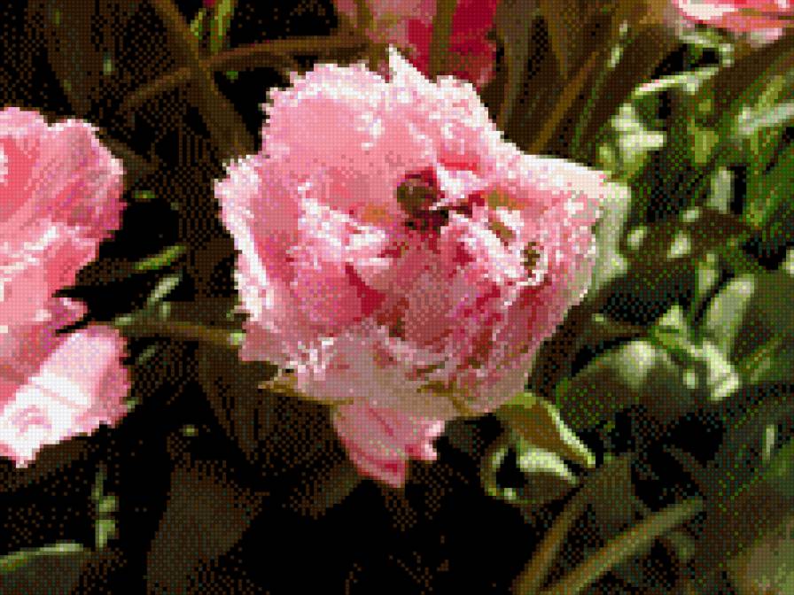 Тюльпан с сюрпризом - цветок, тюльпан, тюльпаны, весна, розовые - предпросмотр