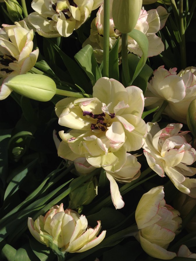 Тюльпан пионовидный - поле, цветы, тюльпан, весна, пион, картина, белый - оригинал