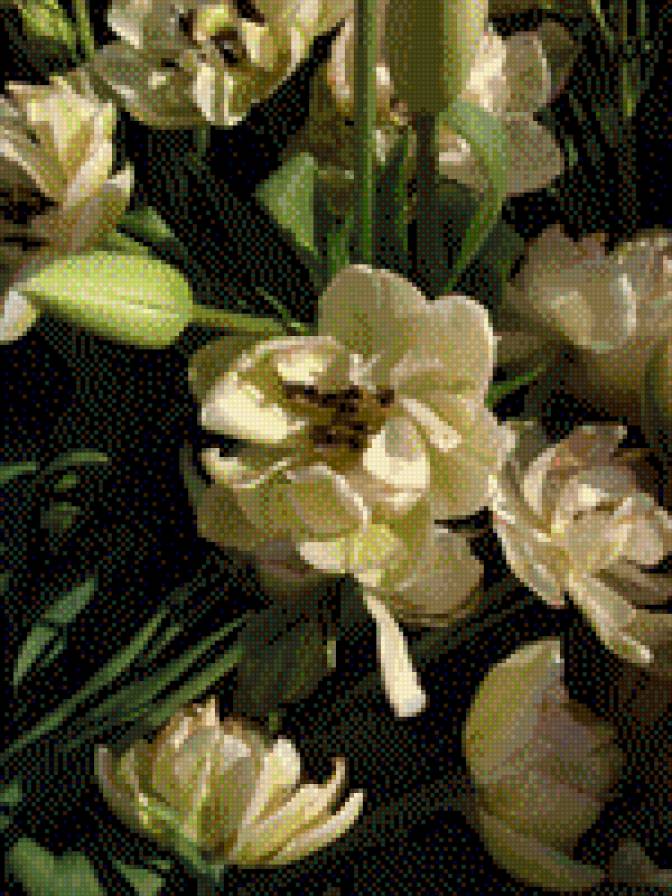 Тюльпан пионовидный - пион, картина, цветы, тюльпан, белый, поле, весна - предпросмотр