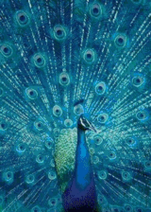 павлин - предпросмотр