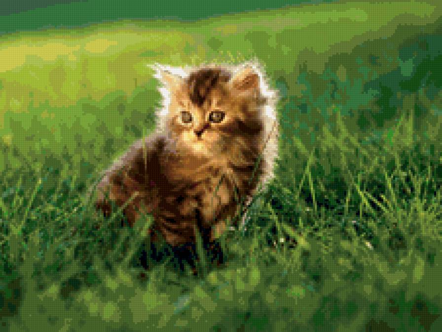 Маленький котенок - животные, котята - предпросмотр