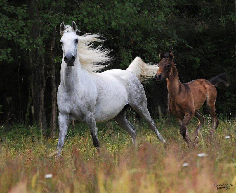 лошадь и жеребенок - природа, лошади, животные - оригинал